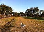 Medium-size white dog with black spots walking on the farm
